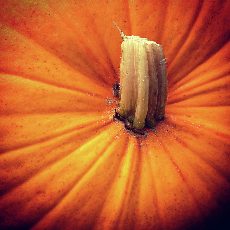 Pumpkin close up full frame Photograph by Seeables Visual Arts