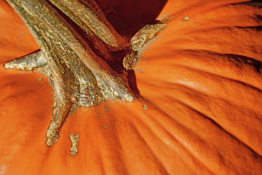 Pumpkin Close-up Photograph by Nikolyn McDonald