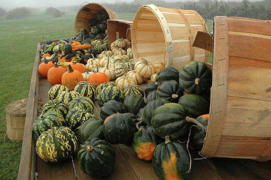Pumpkin Farm, Berkshire County, Ma Digital Art by Stephen G. Donaldson
