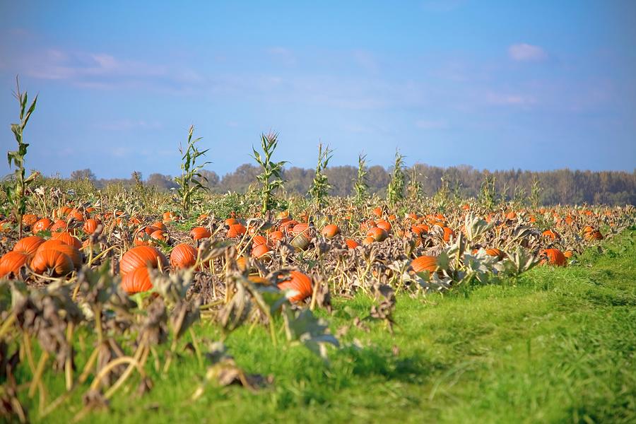 Pumpkin Field Photograph by Design Pics / Blake Kent
