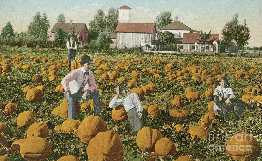 Pumpkin field,  Postcard, early 20th century Photograph by American School