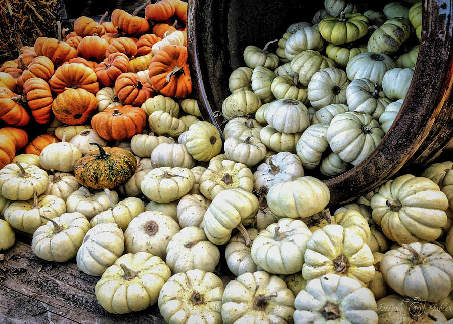Pumpkin Harvest Photograph by Steph Gabler