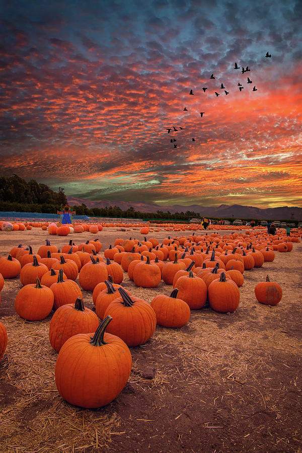 Pumpkin Harvest Sunset Photograph by Lynn Bauer