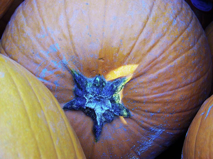Pumpkin Photograph by Julie Rauscher