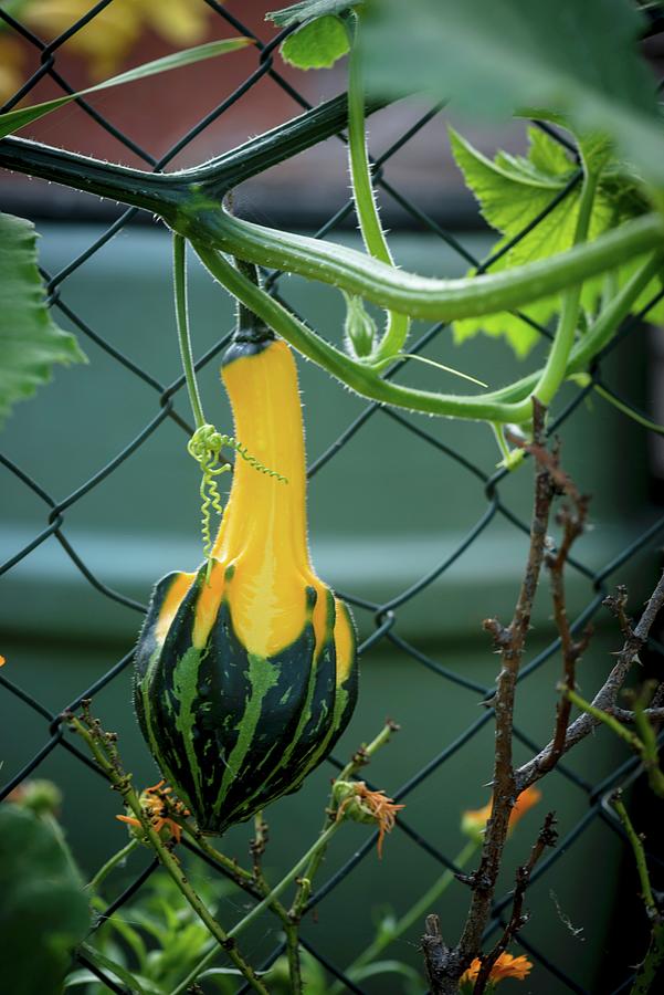 Pumpkin On The Vine Photograph by Nitin Kapoor