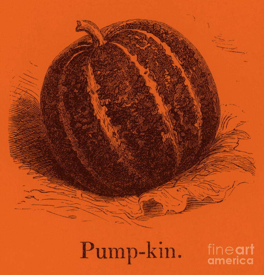 Pumpkin, Orange Drawing by English School