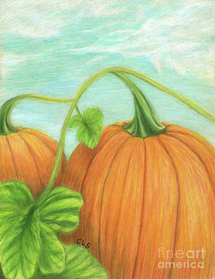 Pumpkin Patch Drawing by C L Swanner Fine Art America