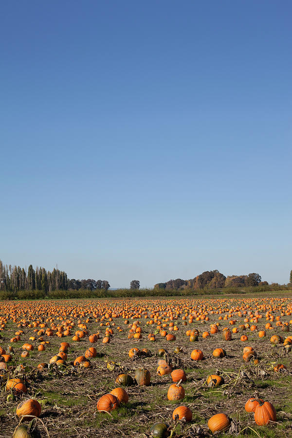 Pumpkin Patch In Giant Field Photograph by Chris Parsons