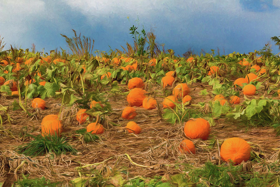Pumpkin Patch in Pennsylvania Digital Art by Barry Wills