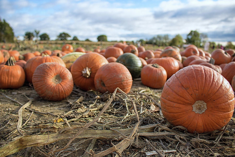 Pumpkin Patch Photograph by Martin Newman