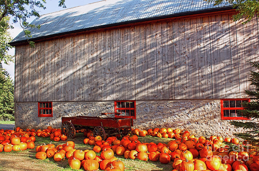 Pumpkin Pickin Time Photograph by Barbara McMahon