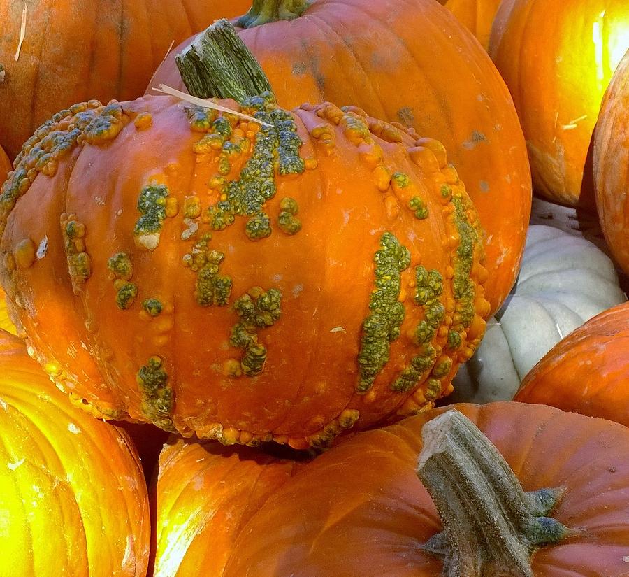 Pumpkin pile Photograph by Gayle Miller - Fine Art America