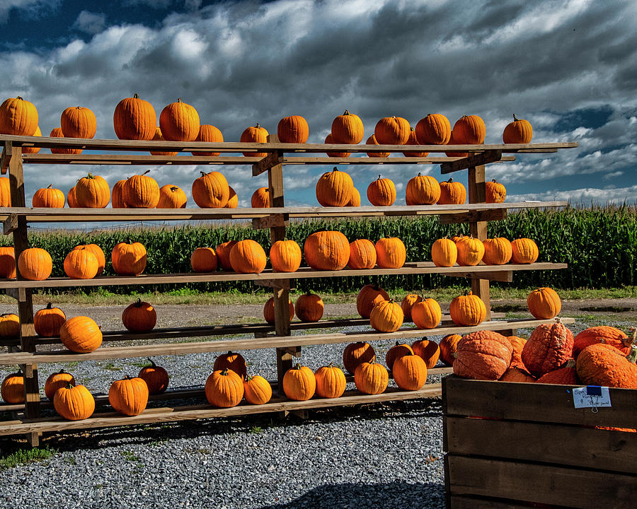 Pumpkin Sale Photograph by Cathy Kovarik