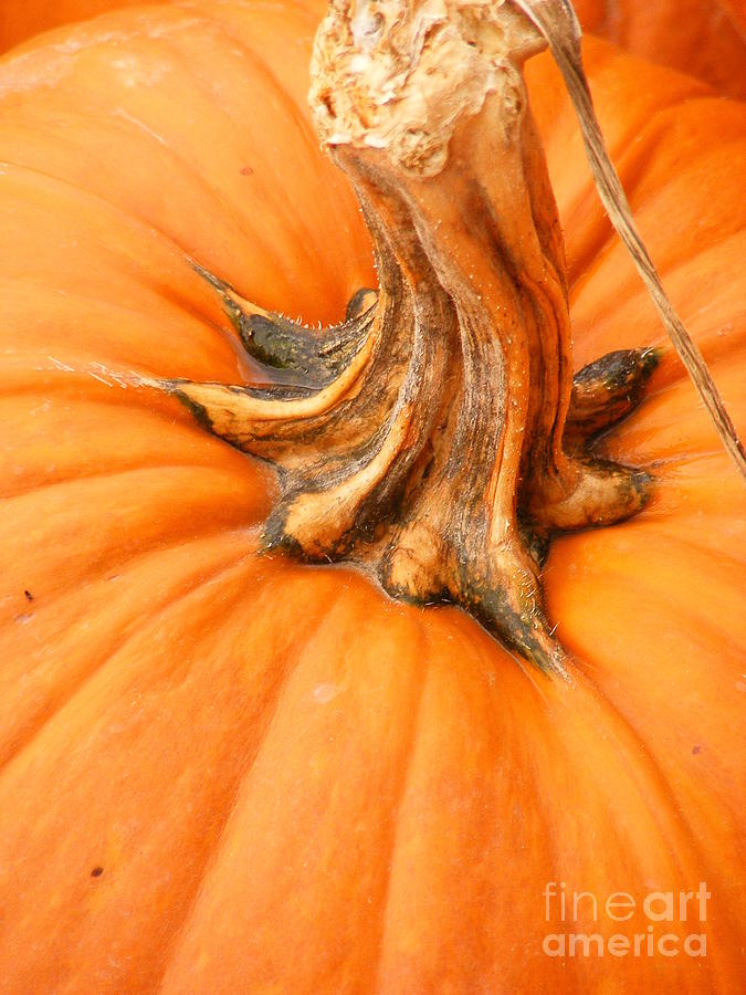 Pumpkin Stem Photograph by Lori Kingston