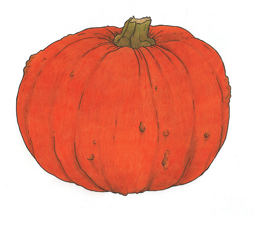 Pumpkin study Drawing by Faisal Khouja