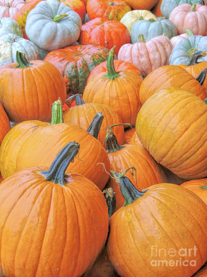 Pumpkin Variety  Photograph by Janice Drew