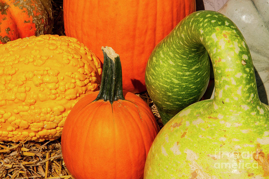 Pumpkins and Gourds  Photograph by Bob Phillips
