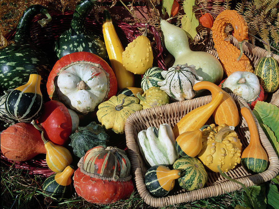 Pumpkins And Ornamental Gourds Photograph by Noun