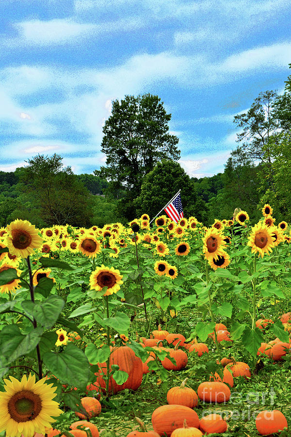 Image of Field of sunflowers and pumpkins