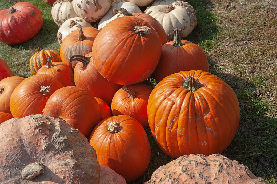 Pumpkins Display of Fresh Harvest Photograph by Jenny Rainbow