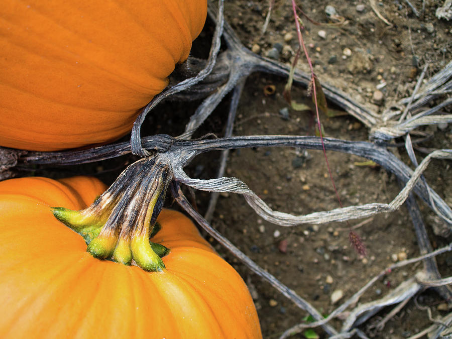 Pumpkins entwined together by Whitney Leigh Carlson Pumpkins entwined together by Whitney Leigh Carlson