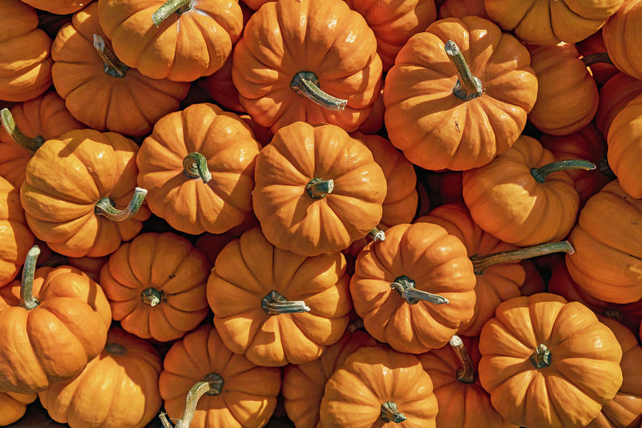 Pumpkins, Fishkill Farms, New York Digital Art by Laura Zeid