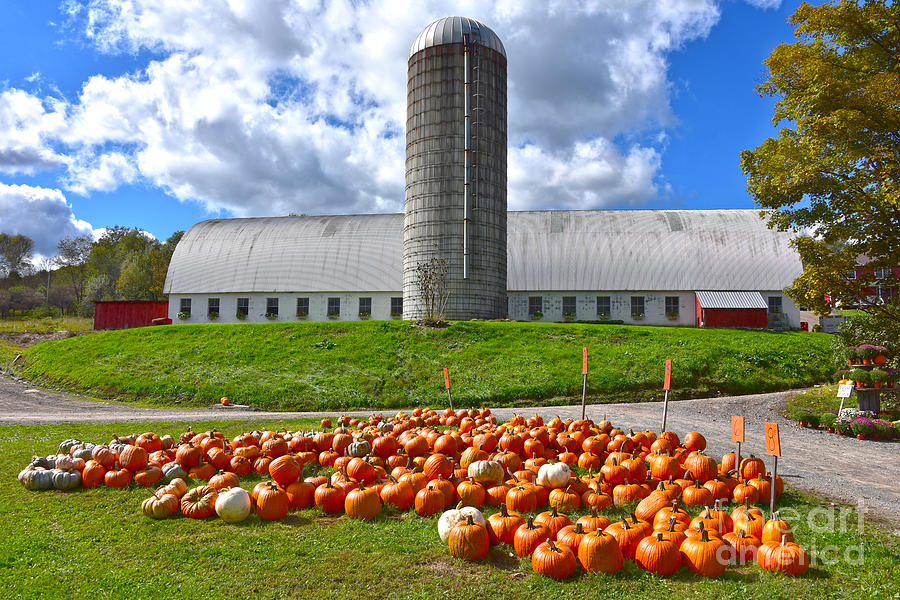 Pumpkins For Sale At Pennsylvania Farm Barn Photograph