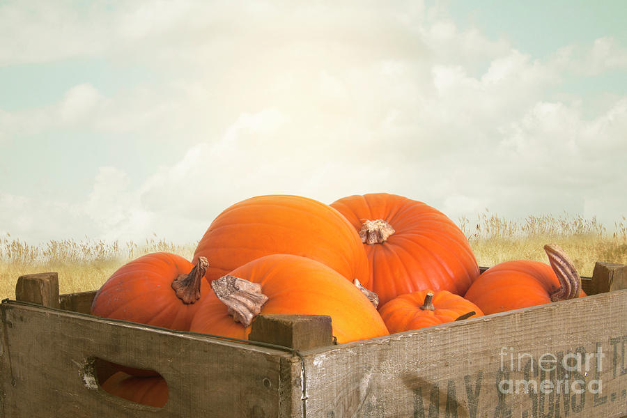 Pumpkins In A Crate In A Field Scene Photograph by Ethiriel Photography