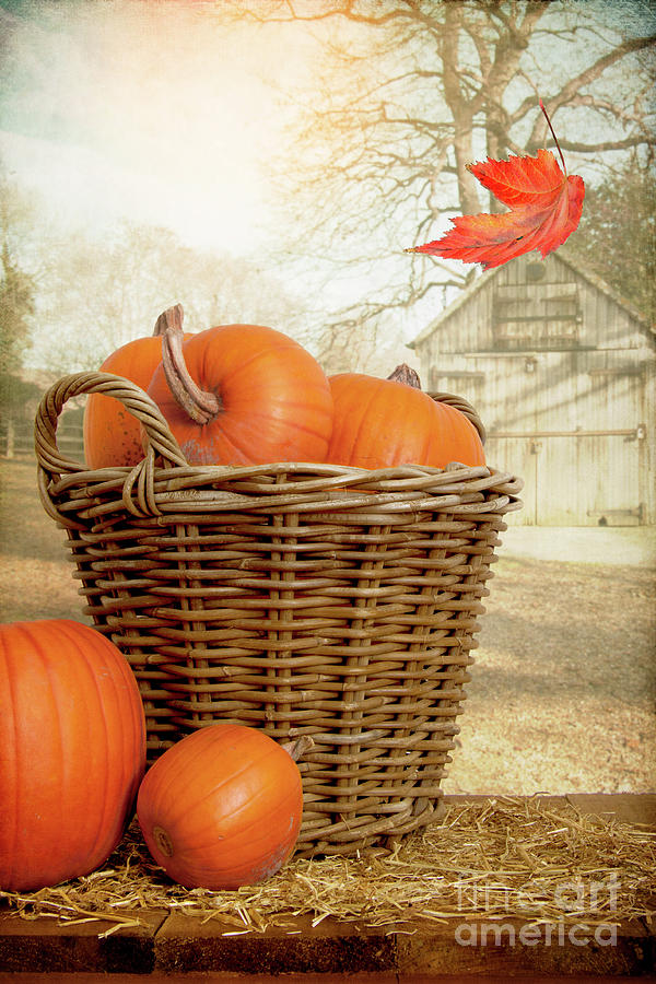 Pumpkins In A Wicker Basket Scene Photograph by Ethiriel Photography