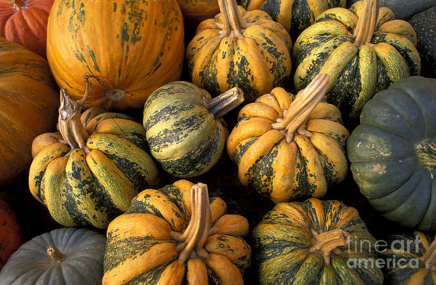 Pumpkins, Langhe, Piedmont, Italy Photograph by European School