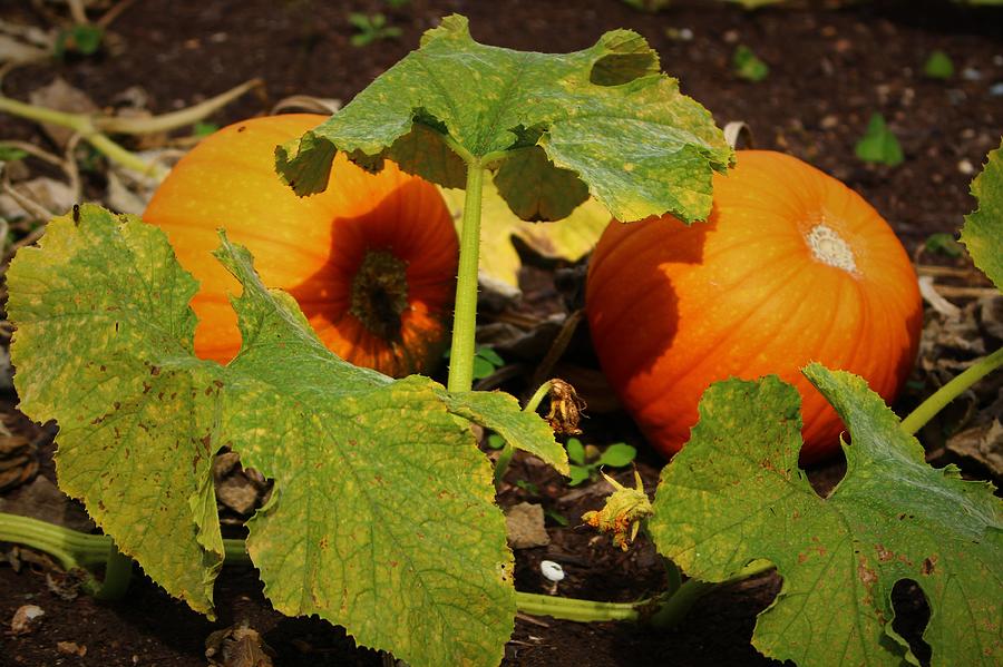 Pumpkin Photograph - Pumpkins by Loretta S