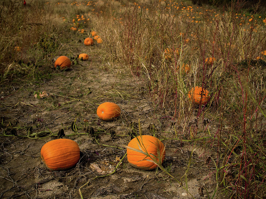 Pumpkins lying in a field by Whitney Leigh Carlson Pumpkins lying in a field by Whitney Leigh Carlson