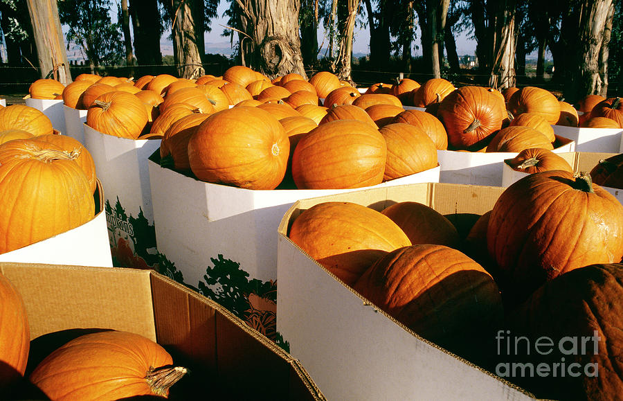 Pumpkins, Napa Valley, California Photograph by American School