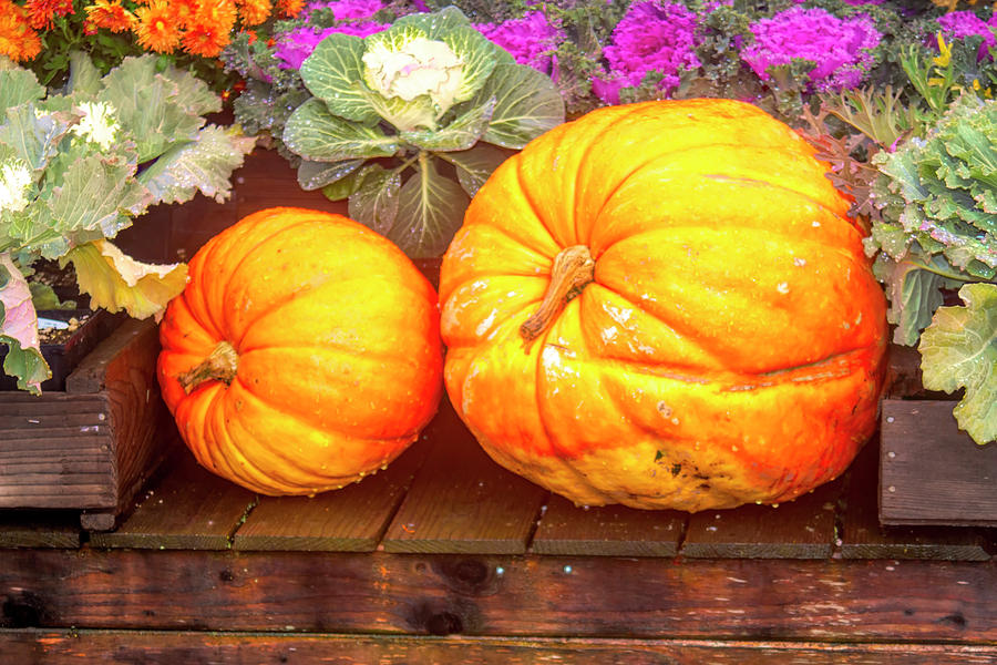 Pumpkins of Autumn Photograph by Cathy Anderson