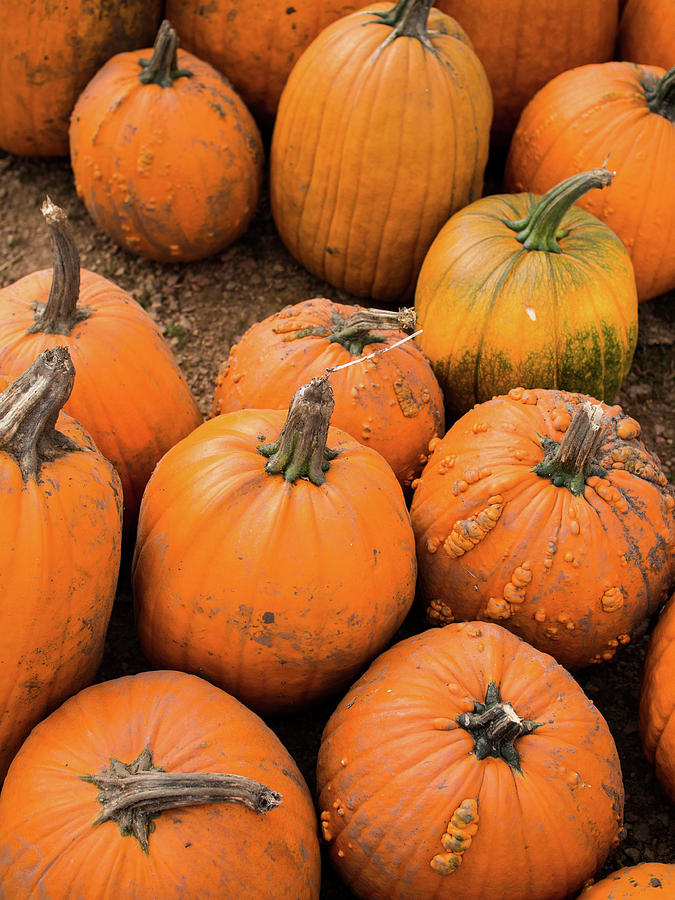 Pumpkins of Different Shapes by Whitney Leigh Carlson Pumpkins of Different Shapes by Whitney Leigh Carlson