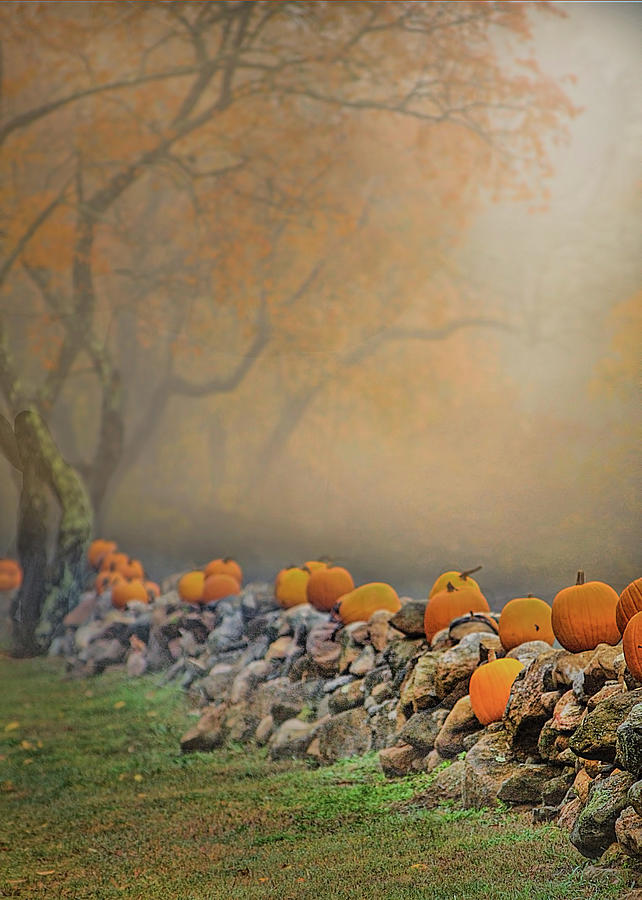 Pumpkins on a wall  Photograph by Cordia Murphy
