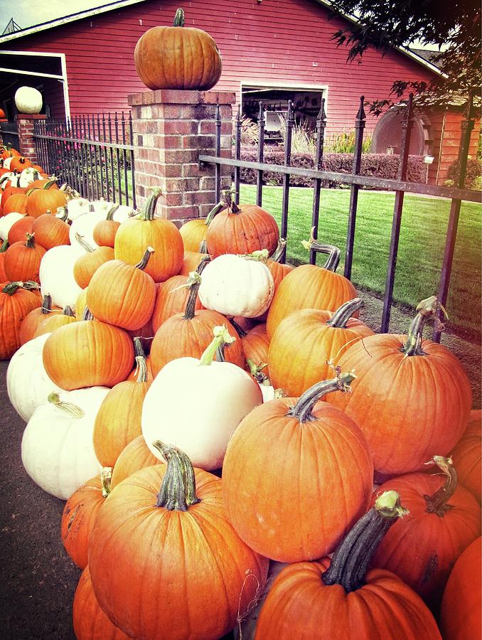 Pumpkins on the Farm Photograph by Rebecca Renfro - Fine Art America