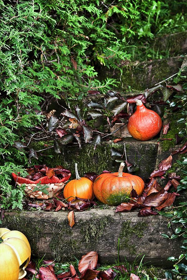 Pumpkins On Wooden Steps In Autumnal Garden Photograph by Atelier Hmmerle