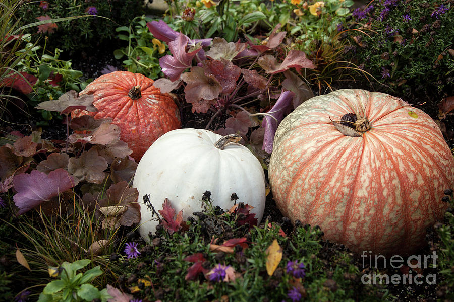 Pumpkins Photograph by Timothy Johnson