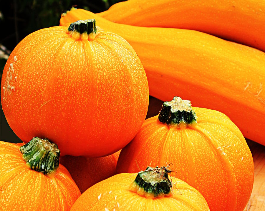 Pumpkins United by Sannel Larson Pumpkins United by Sannel Larson
