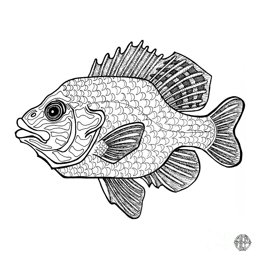 Pumpkinseed Fish Drawing by Amy E Fraser
