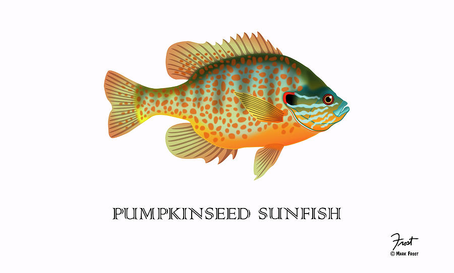 Animal Digital Art - Pumpkinseed Sunfish by Mark Frost