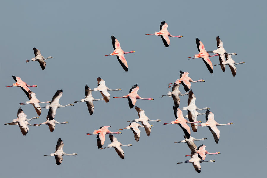 Puna Flamingos in flight by Pablo Rodriguez Merkel Puna Flamingos in flight by Pablo Rodriguez Merkel
