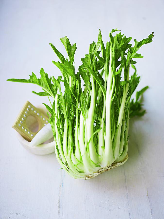 Puntarelle italian Chicory With A Mortar And Vegetable Grater Photograph by Myles New
