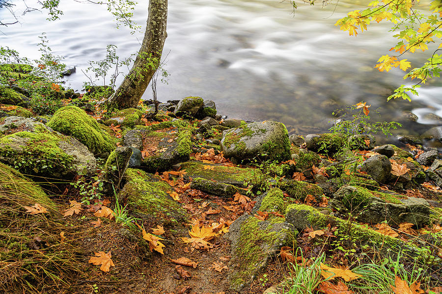 Puntledge River-4 by Claude Dalley Puntledge River-4 by Claude Dalley