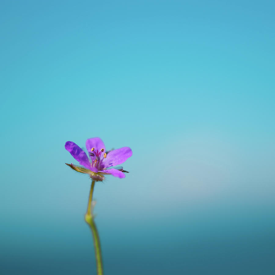 Puple Flower Against Sea & Sky Blurred Photograph by Alexandre Fp