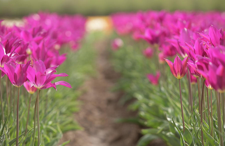 Puple Tulip Field Photograph