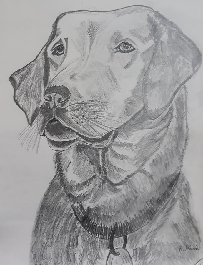 Pupper Drawing by Navin Stark - Fine Art America