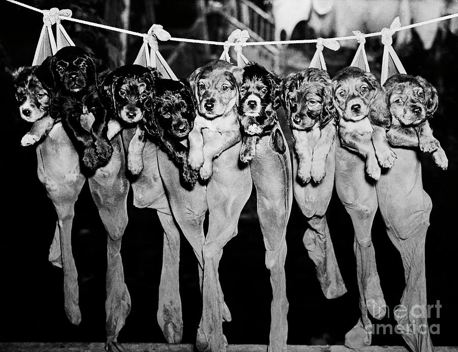 Puppies Hanging From A Clothesline Photograph by Bettmann