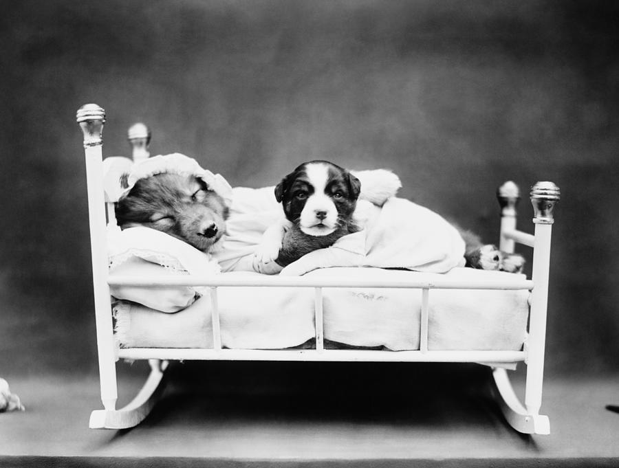 Puppies In Bed - When Bedtime Comes - Harry Whittier Frees  Photograph by War Is Hell Store